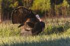 Male wild turkey displaying for females, Cades Cove, Great Smoky Mountains National Park, Tennessee Art Print